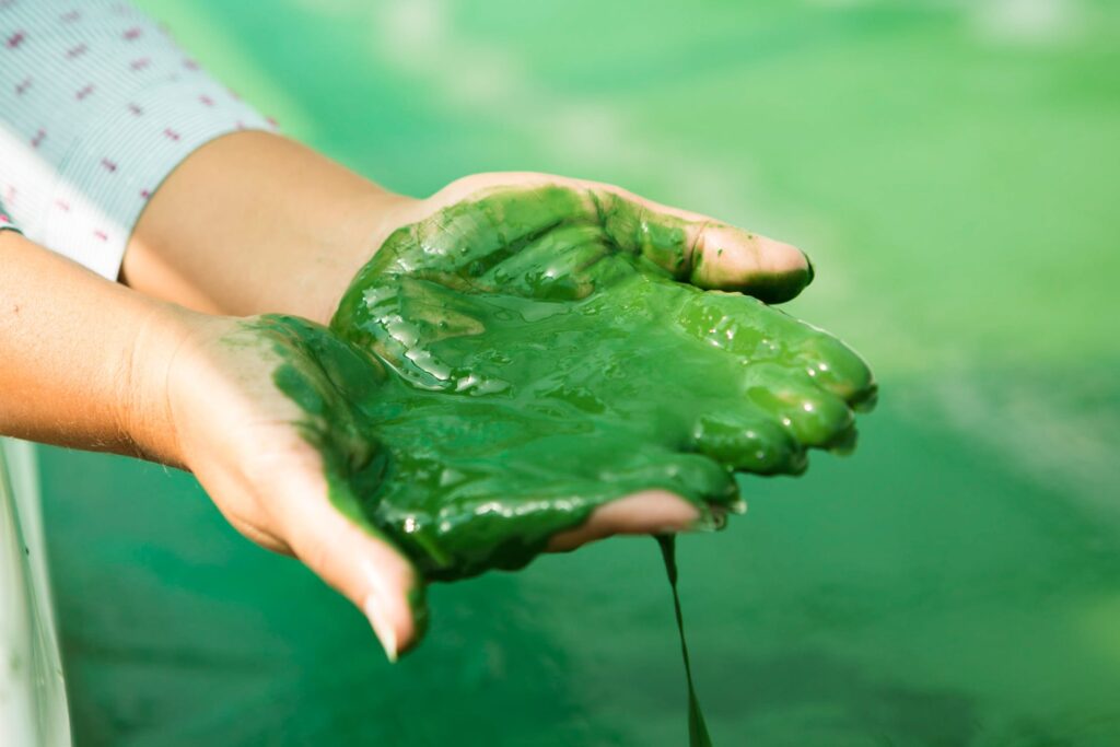 Spiruline artisanale fraîche