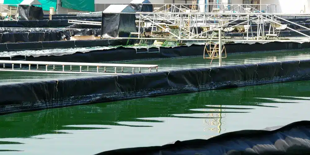 Une ferme d'algues composée de bassins rectangulaires remplis d'eau. Les algues vertes sont visibles au soleil, les bassins étant délimités par des structures et des barrières métalliques.