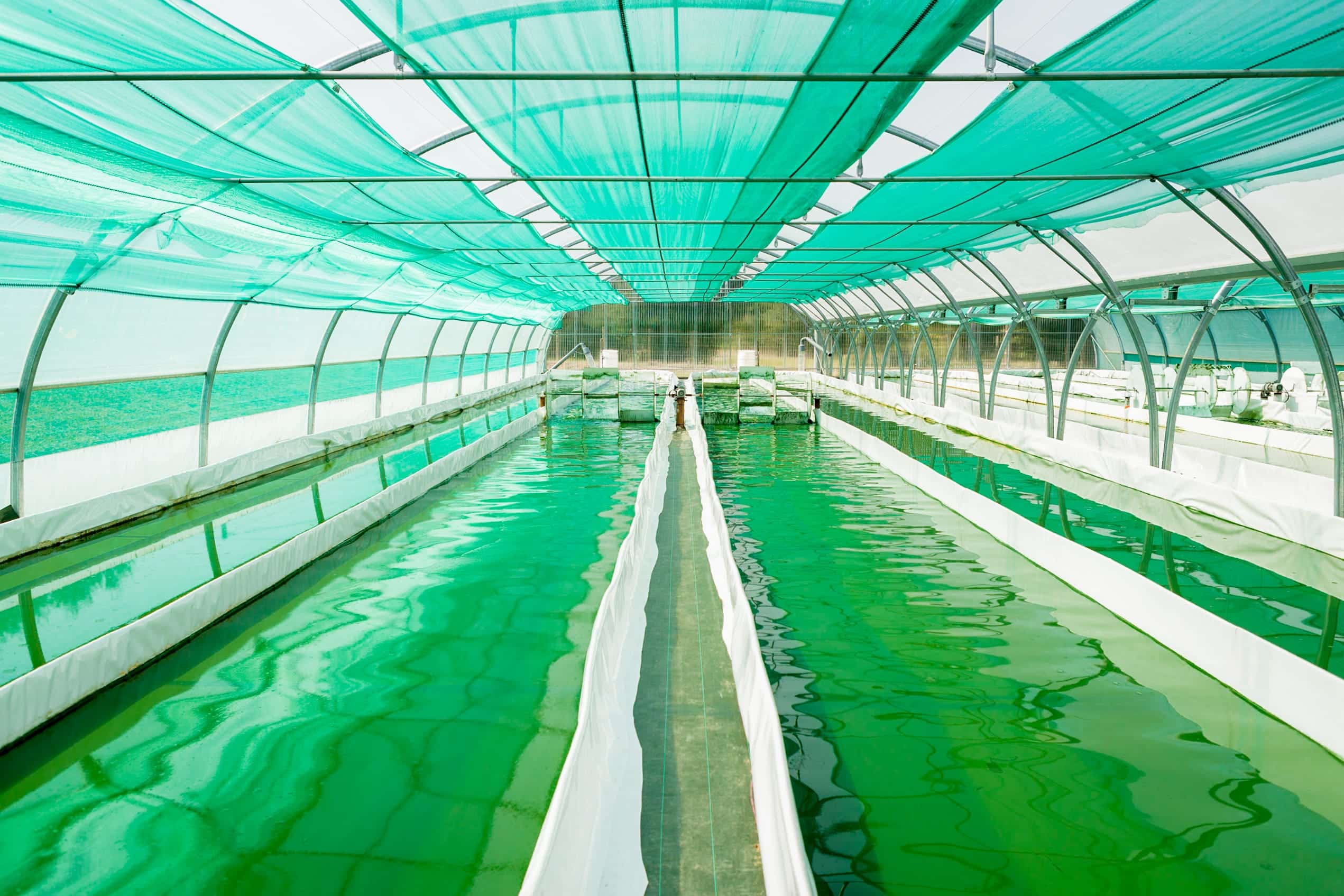 Exploitation spiruline