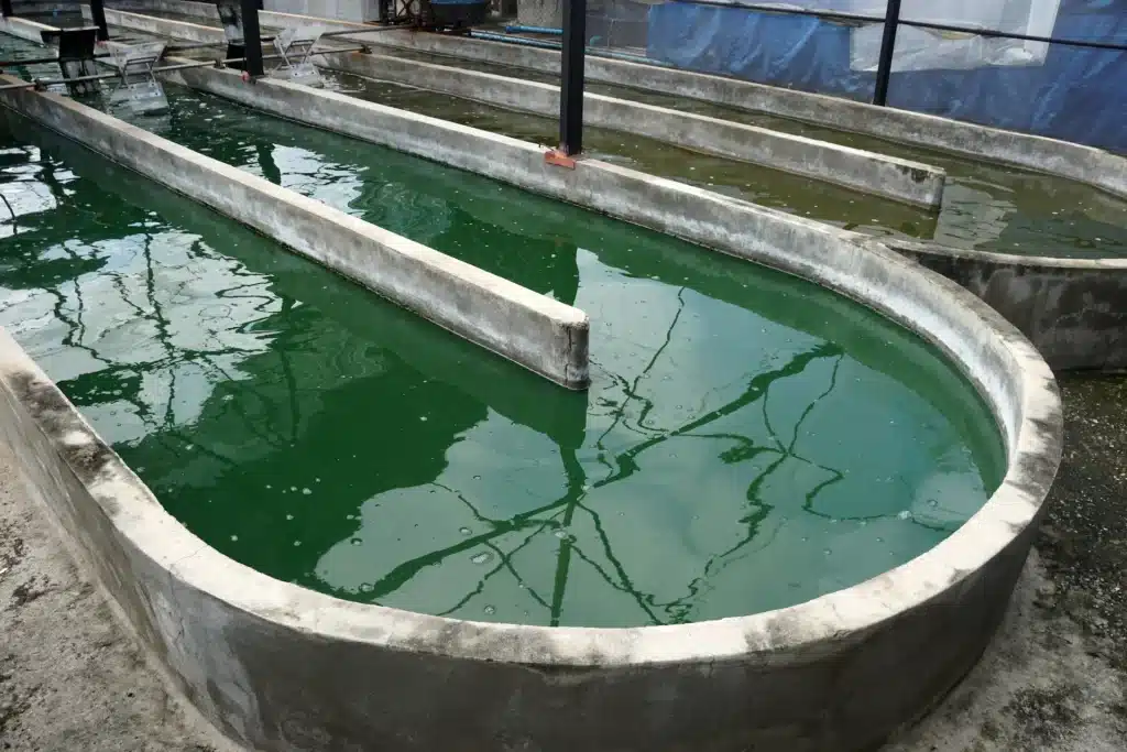 Des bassins en béton remplis d'eau verte, probablement d'algues, se trouvent sous une serre. Le site est industriel et axé sur l'aquaculture.