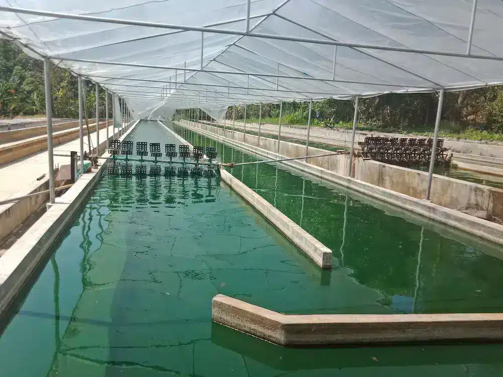 Un système d'aquaculture couvert, composé de bassins remplis d'algues vertes et séparés par des barrières en béton. La lumière du soleil filtre à travers la canopée blanche, créant une atmosphère sereine.