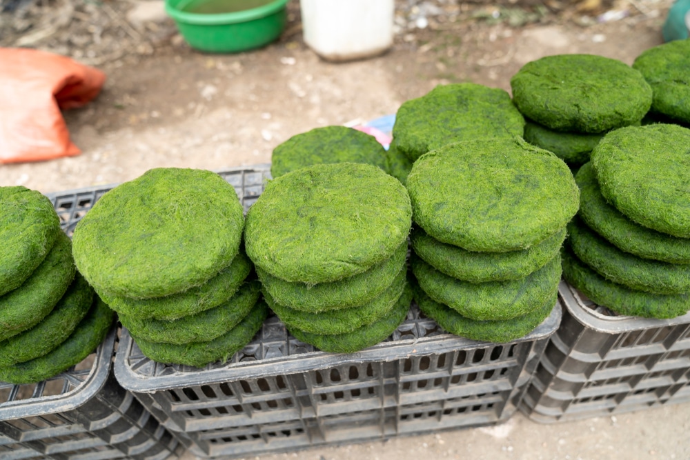 L'algue spiruline. Il s'agit d'une sorte de mousse qui pousse dans les cours d'eau et que les minorités ethniques consomment comme légume lors des repas.