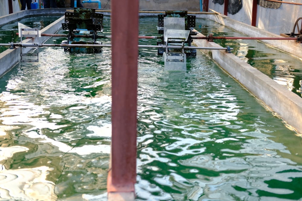 Ferme de spiruline. Culture d'algues pour la production de compléments alimentaires.