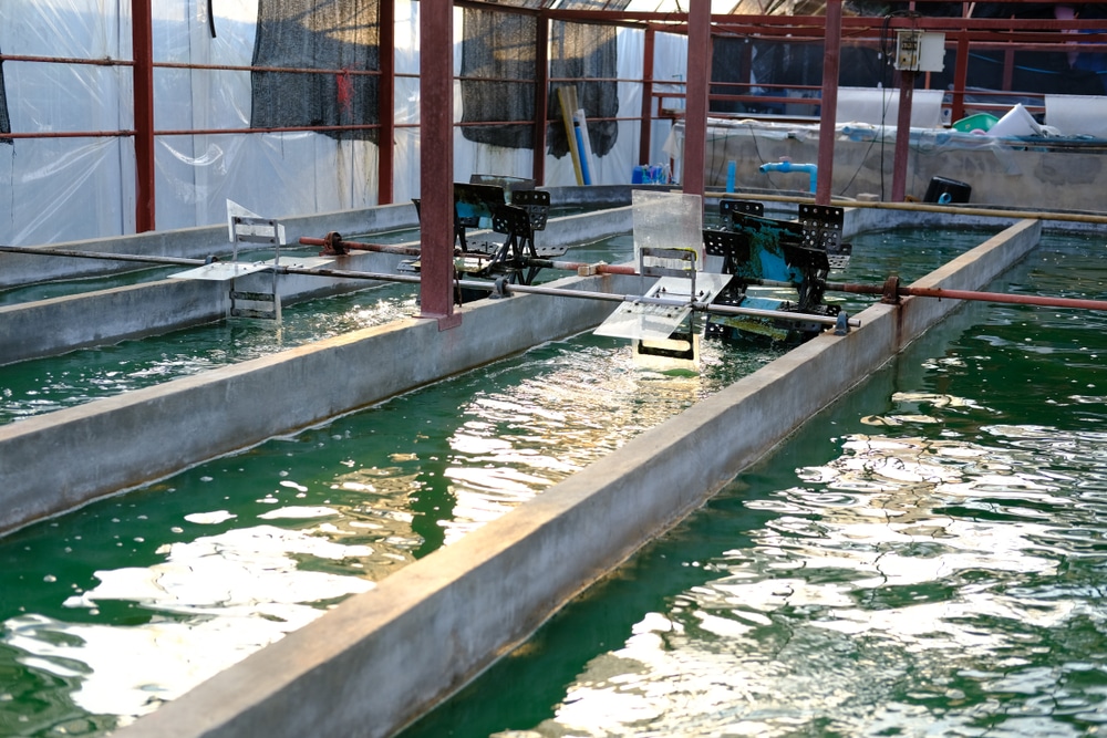 Ferme de spiruline. Culture d'algues pour la production de compléments alimentaires.