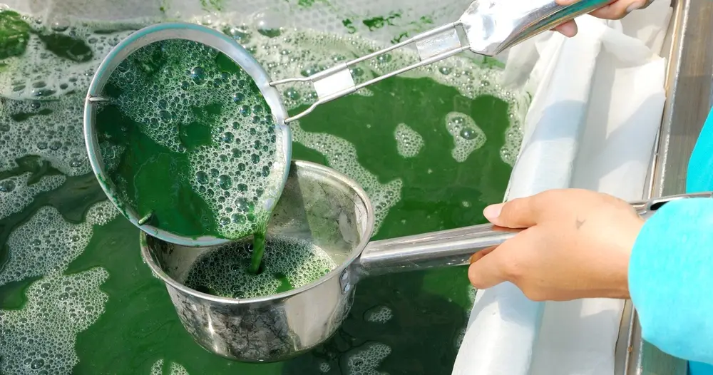 Producteur de spiruline