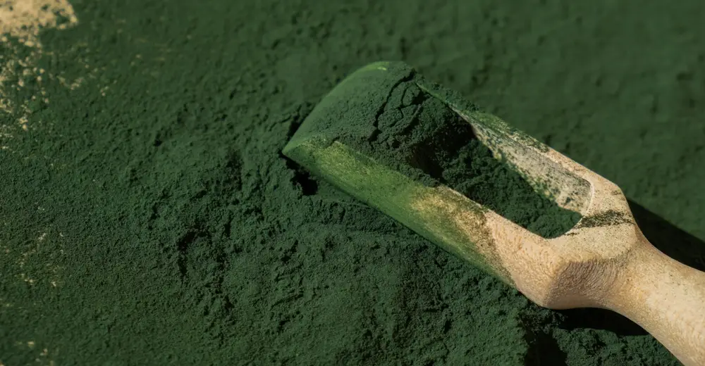 Producteur de spiruline