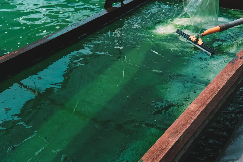 Producteur de spiruline