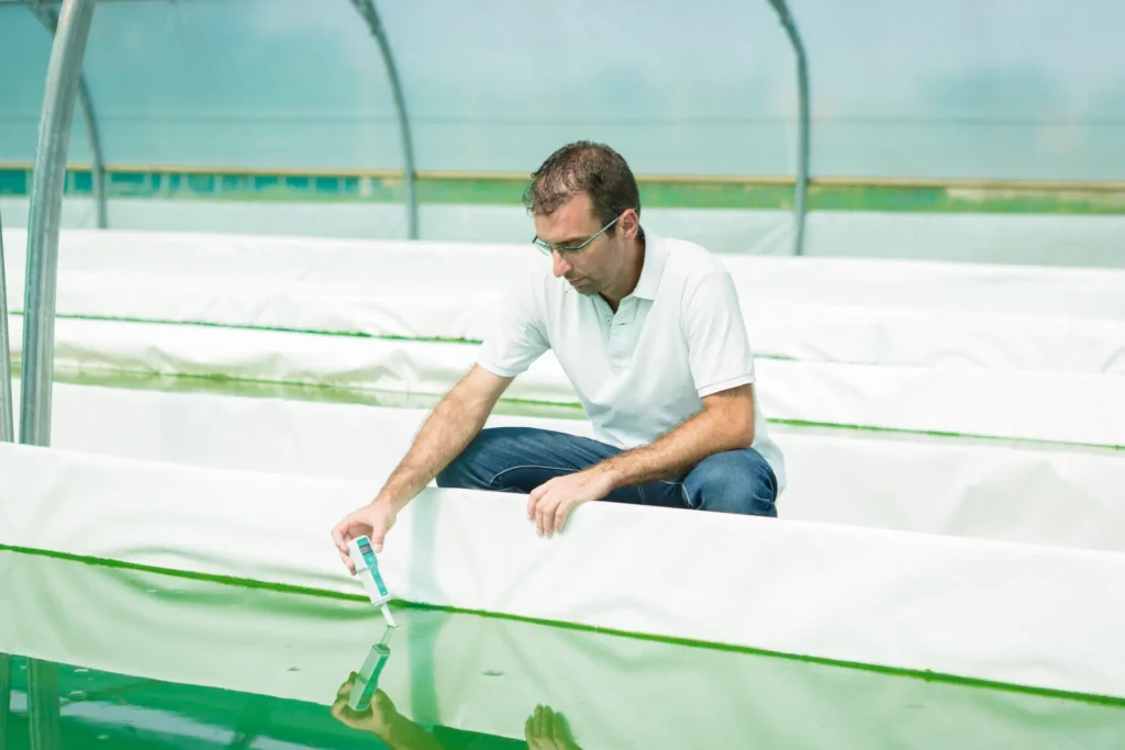 Un homme agenouillé près d'un long bac de culture et vérifie l'eau ou la solution nutritive à l'aide d'une bandelette de test portative.